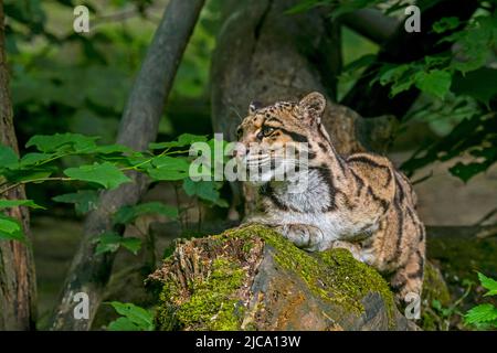 Die vom Festland getrübte Leopard (Neofelis nebulosa) Wildkatze stammt aus den Ausläufern des Himalaya über das südostasiatische Festland bis nach Südchina Stockfoto