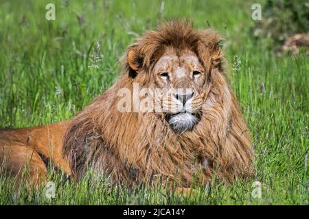 Südlicher Löwe / Südafrikanischer Löwe / Katanga Löwe (Panthera leo melanochaita / Felis leo bleyenberghi) Männchen, beheimatet in Süd- und Ostafrika Stockfoto