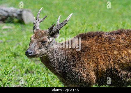 Visayan-Hirsch / Visayan-Hirsch / Philippine-Hirsch / Prinz-Alfred-Hirsch (Rusa alfredi) Männchen, gefährdete Arten endemisch unter den Visayas Stockfoto