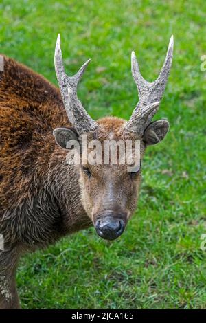 Visayan-Hirsch / Visayan-Hirsch / Philippine-Hirsch / Prinz-Alfred-Hirsch (Rusa alfredi) Männchen, gefährdete Arten endemisch unter den Visayas Stockfoto