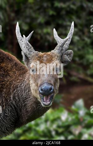 Visayan-Hirsch / Visayan-Hirsch / Philippine-Hirsch / Prinz Alfred-Hirsch (Rusa alfredi) im Regenwald, endemisch bei den Visayas Stockfoto