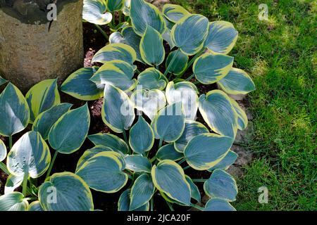 Wirtsblätter um einen Baumstamm eine grüne und gelbe Dekoration im Garten Stockfoto
