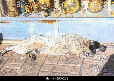 Hund mit Dalmatiner-Flecken, der in der Sonne auf dem Bürgersteig vor dem griechischen Souvenirladen im antiken Korinth in Griechenland liegt Stockfoto