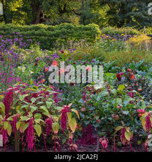 Der Kitchen Garden in voller Blüte in den Aberglasney Gardens Stockfoto