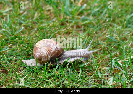Eine römische Schnecke im nassen Gras des Gartens Stockfoto