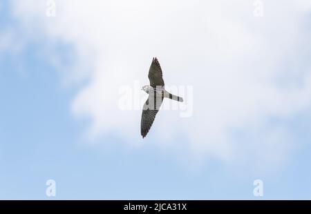 Fliegender eurasischer Hobby (Falco subbuteo) Stockfoto