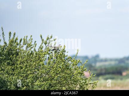 Kuckuck (Cuculus canorus) Stockfoto