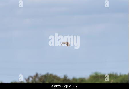 Fliegender Kuckuck (Cuculus canorus) Stockfoto