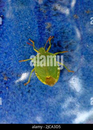 Ein grüner Stachelkäfer auf einer blauen Keramikkugel im Garten Stockfoto
