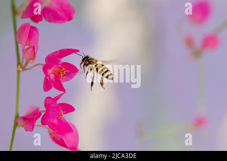 Asiatische Arten kleine Biene, die Nektar der Korallenweinblüten in Nordthailand sammelt Stockfoto