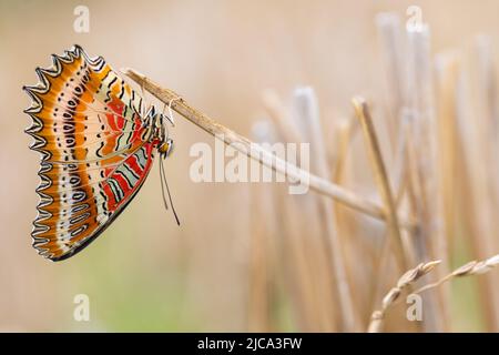 Tropischer Schmetterling Cethosia biblis hängt auf einem trockenen Grashalm, Thailand Stockfoto