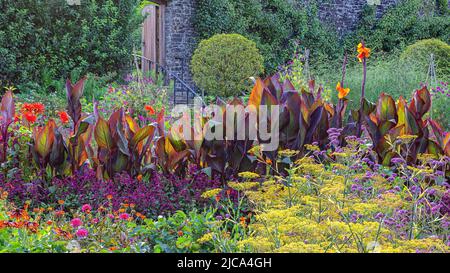 Der Kitchen Garden in voller Blüte bei Aberglasney Stockfoto