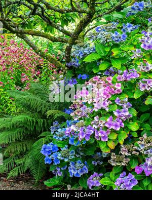 Hortensia macropyhla 'Blue Wave' mit Lilium 'Black Beauty' im Hintergrund in den Aberglasney Gardens Stockfoto