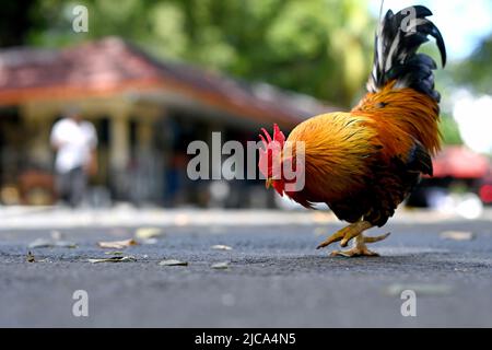 Jakarta, Indonesien. Hahnenteller, der auf der Straße nach Essen streift. BILD VON SAM BAGNALL Stockfoto