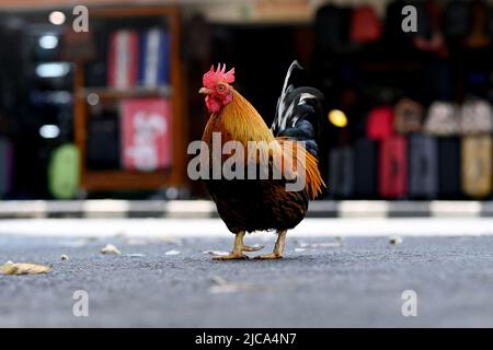 Jakarta, Indonesien. Hahnenteller, der auf der Straße nach Essen streift. BILD VON SAM BAGNALL Stockfoto