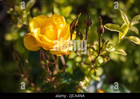Leuchtend gelbe floribunda Rose. Stockfoto