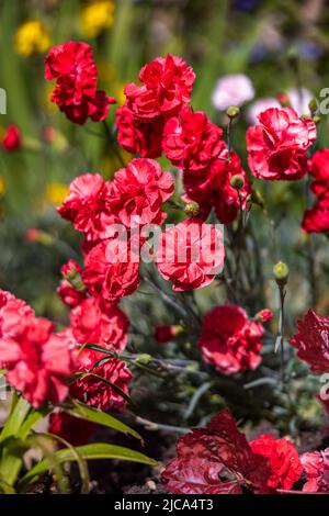 Schöne Darstellung von rotem Dianthus caryophyllus Stockfoto
