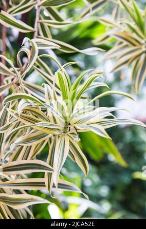 dracaena Pflanze in einem Garten in Rio de Janeiro, Brasilien. Stockfoto