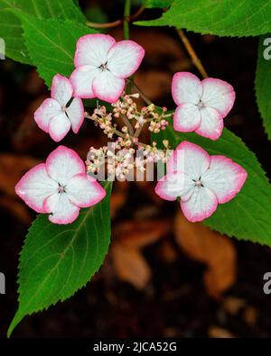 Hortensia serrata 'Kiyosumi' im Asiatischen Garten in Aberglasney Stockfoto