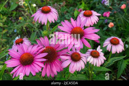 Echinacea purpurea an der Grenze zum Melon House in den Aberglasney Gardens Stockfoto