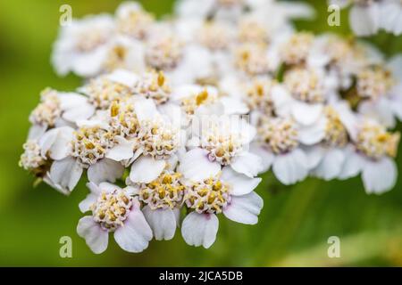 Achillea millefolium, allgemein als Schafgarbe oder Schafgarbe bekannt, ist eine blühende Pflanze aus der Familie der Asteraceae. Stockfoto