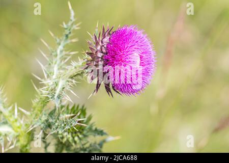 Carduus nutans, mit den gebräuchlichen Namen Moschusdistel, nickender Distel und nickender, plumeless Distel. Stockfoto