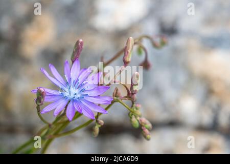 Die gewöhnliche Zichorie (Cichorium intybus) ist eine etwas holzige, mehrjährige krautige Pflanze der Familie der Asteraceae, meist mit leuchtend blauen Blüten. Stockfoto