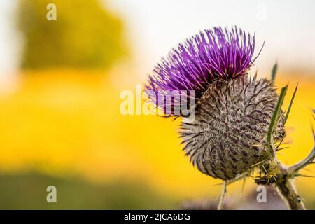 Cirsium eriophorum, die wollige Distel, ist eine krautige zweijährige Blütenpflanze der Gattung Cirsium der Familie der Asteraceae. Stockfoto