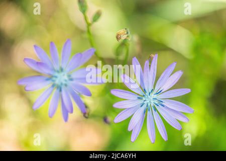 Lactuca perennis, gebräuchliche Namen: Bergsalat, blauer Salat oder mehrjähriger Salat, ist eine mehrjährige krautige Pflanze. Stockfoto