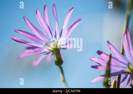 Lactuca perennis, gebräuchliche Namen: Bergsalat, blauer Salat oder mehrjähriger Salat, ist eine mehrjährige krautige Pflanze. Stockfoto