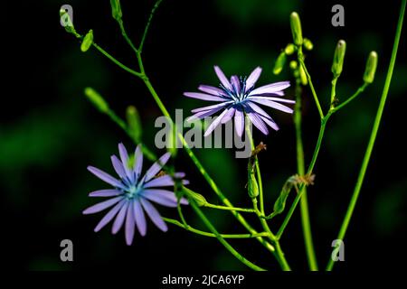Lactuca perennis, gebräuchliche Namen: Bergsalat, blauer Salat oder mehrjähriger Salat, ist eine mehrjährige krautige Pflanze. Stockfoto