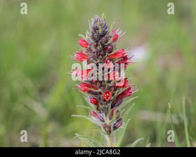 Rote Blüten von Russian Bugloss, Echium russicum (Echium rubrum, Pontechium maculatum) im Nationalpark Tara in Serbien Stockfoto