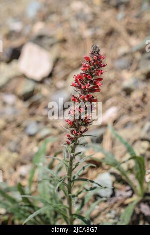 Rote Blüten von Russian Bugloss, Echium russicum (Echium rubrum, Pontechium maculatum) im Nationalpark Tara in Serbien Stockfoto