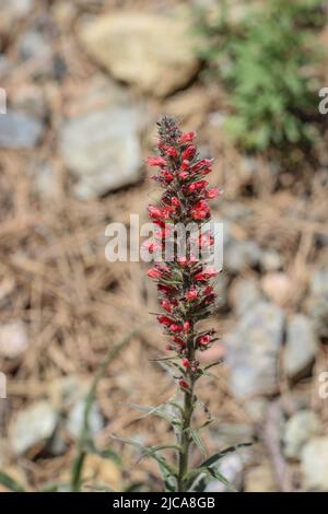 Rote Blüten von Russian Bugloss, Echium russicum (Echium rubrum, Pontechium maculatum) im Nationalpark Tara in Serbien Stockfoto