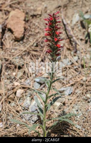 Rote Blüten von Russian Bugloss, Echium russicum (Echium rubrum, Pontechium maculatum) im Nationalpark Tara in Serbien Stockfoto