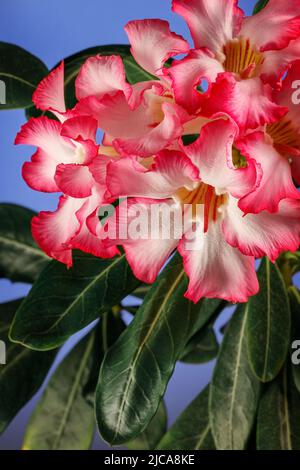 Rosa Wüstenrose oder Impala Lily oder Mock Azalea Blume aus tropischem Klima auf blauem Hintergrund Stockfoto