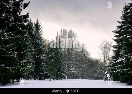 Schneelandschaft in Estland in der Nähe der russischen Grenze Stockfoto