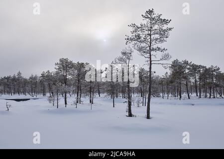 Schneelandschaft in Estland in der Nähe der russischen Grenze Stockfoto