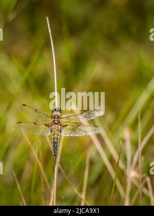 Weiblicher, breitkörperiger Verfolger alias Libellula depressa. Stockfoto