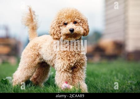 Ein Porträt eines hellbraunen kleinen Pudelhundes, der im Hof auf dem Gras steht und die Kamera anschaut. Stockfoto