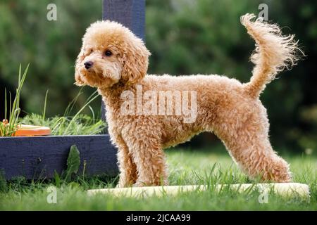 Niedlicher kleiner goldener Pudelhund, der im Hof steht. Horizontales Seitenansicht-Foto. Stockfoto