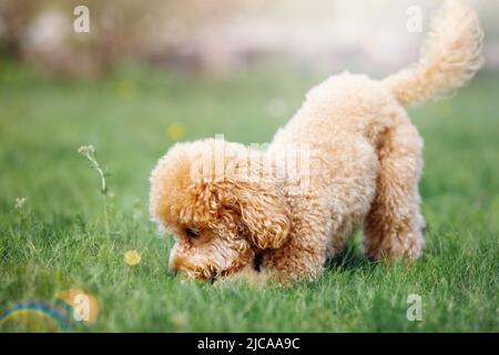 An einem sonnigen Tag spielte auf dem Rasen ein süßes Pudel, der Hund fand etwas im Gras, er schnüffle es neugierig. Stockfoto