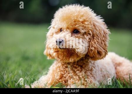 Kleiner, niedlicher Welpenpudel auf grünem Gras. Stockfoto