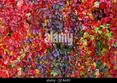 Parthenocissus quinquefolia Weinrebe Herbstliches buntes Laub bedeckt.eine Gartenwand. Stockfoto