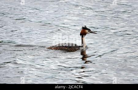 Der Haubentaucher schwimmt in einem Fluss in den Niederlanden Stockfoto