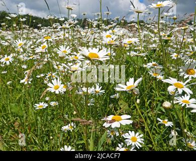 Eine große Anzahl von Gänseblümchen (lateinischer Name: leucanthemum vulgare), die blühen, ist eine Wiese. Gesehen in Uelsen, Deutschland Stockfoto
