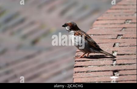Männlicher Sperling, der auf einer Ziegelwand sitzt. Er ist angespannt. Gesehen in Spakenburg, Niederlande Stockfoto