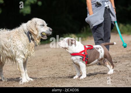 Bulldog schaut auf Retriever mit Tennisball im Mund. Hunde spielen, während die Person hinter Hunden mit Tennisball-Werfer steht Stockfoto