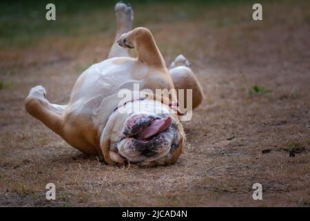 Lustige Bulldogge, die mit der Zunge aus dem Boden rollt, scheint zu lachen Stockfoto