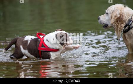 Bulldog spritzt Wasser bei Retriever. Hunde haben Spaß am See Stockfoto